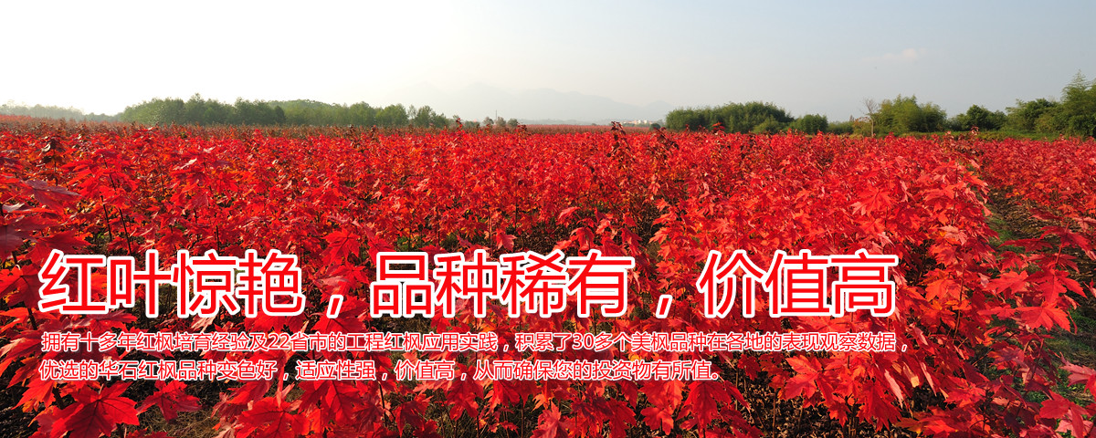 變色驚艷、品種稀缺、價值高