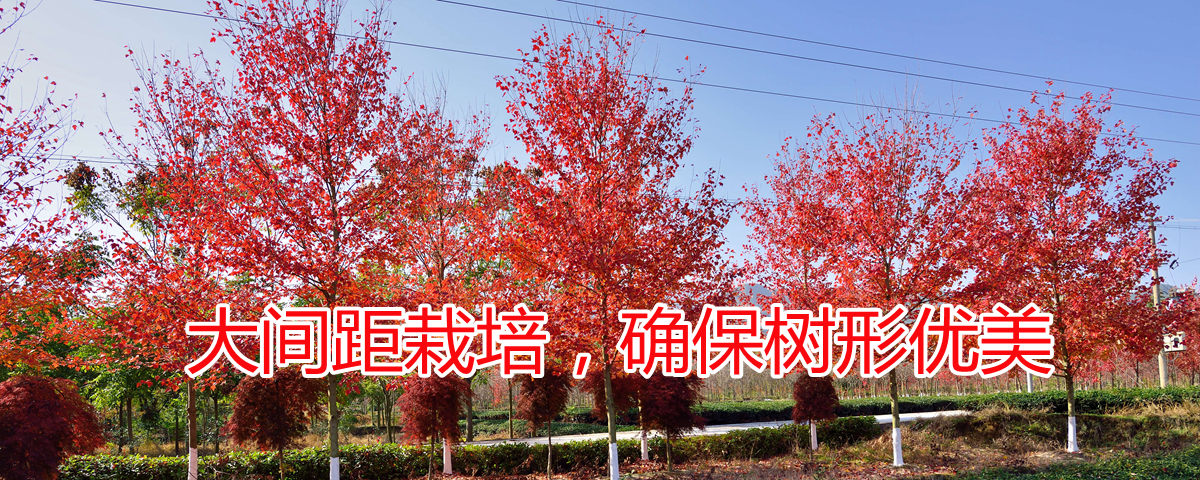 大間距栽培確保樹形優美