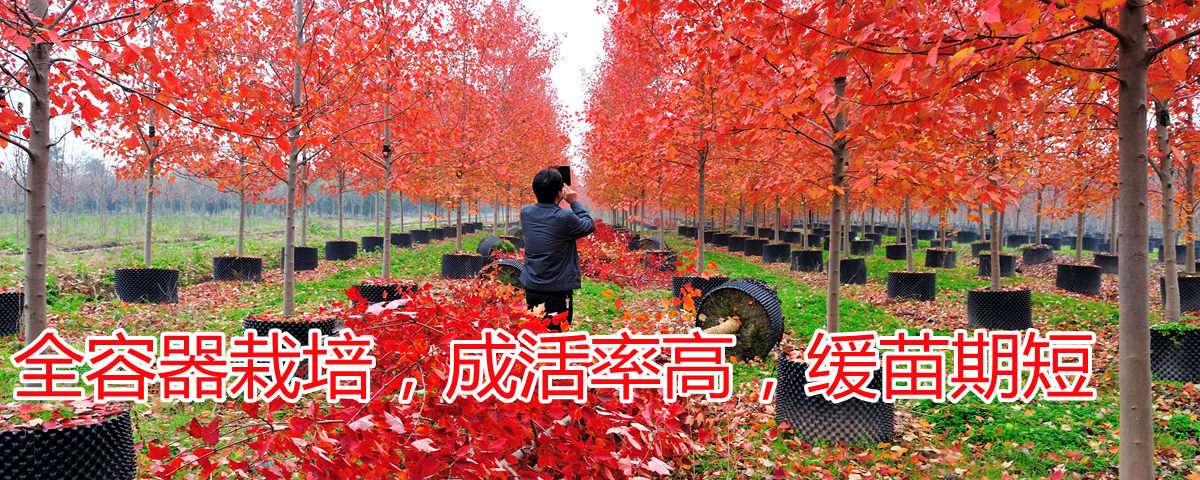 全程容器栽培，成活率高，緩苗期短