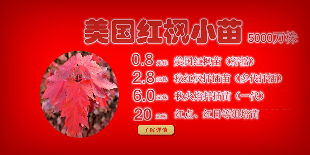 夕陽紅、十月光輝、紅點紅楓、美國紅楓小苗質佳價平回饋廣大客戶，接受2017-2018季苗預定！