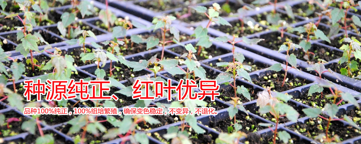 種源純正、表現優異